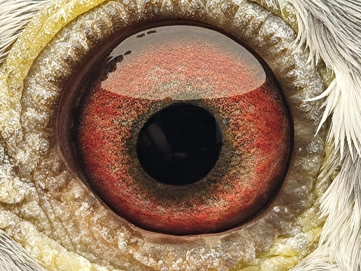 Pigeon eye